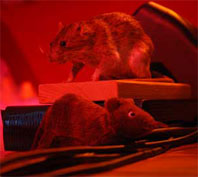 Wanderratte Rita